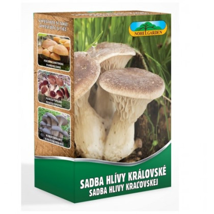 Hliva kráľovská máčková - Pleurotus eryngii - sadivo - predaj - 250 ml