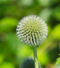 Bielotŕň guľatohlavý - Echinops sphaerocephalus - semiačka - 6 ks