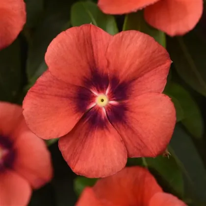 Katarant Tatoo Tangerine - Catharanthus roseus - predaj semien - 30 ks