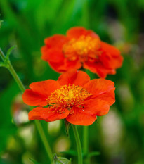 Kuklík šarlátový Koi - Geum coccineum - predaj semien - 20ks