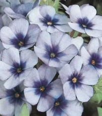 Plamienka Dolly F1 Sky Blue - Phlox drummondii - predaj semien - 50 ks