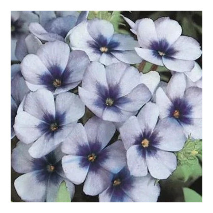 Plamienka Dolly F1 Sky Blue - Phlox drummondii - predaj semien - 50 ks