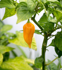 Chilli Bhut Jolokia žltá - Capsicum chinense - predaj semien - 5 ks