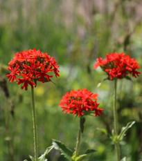 Kohútik chalcedonský - Lychnis chalcedonica - semiačka - 50 ks