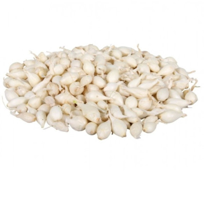 Cibuľa sadzačka Snowball - Allium cepa - predaj cibuliek - 250 g