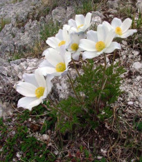 Poniklec alpský - Pulsatilla alpina - semiačka - 10 ks