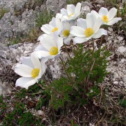 Poniklec alpský - Pulsatilla alpina - semiačka - 10 ks