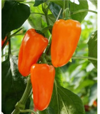 BIO Paprika Flynn F1 - Capsicum annuum - predaj bio semien - 6 ks