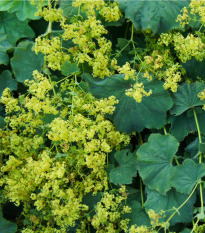 Alchemilka mäkká - Alchemilla mollis - semiačka - 20 ks