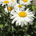 Margaréta biela Alaska - Chrysanthemum leucanthemum max. - predaj semien - 250 ks