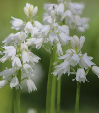 Scila zvonkovitá biela - Scilla campanulata - predaj cibuľovín - 3 ks