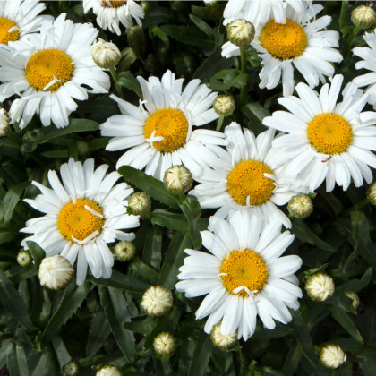 Margaréta biela hviezda z Antverp - Chrysanthemum leucanthemum max. - semiačka - 0,4 g