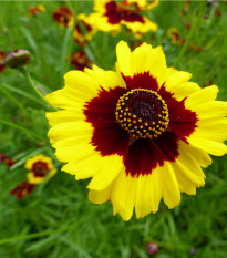 Krásnoočko dvojfarebné vysoké - Coreopsis tinctoria - semiačka - 50 ks