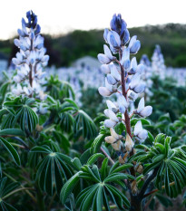 Lupina úzkolistá modrá - Lupinus angustifolia - semiačka - 20 ks