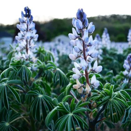 Lupina úzkolistá modrá - Lupinus angustifolia - semiačka - 20 ks