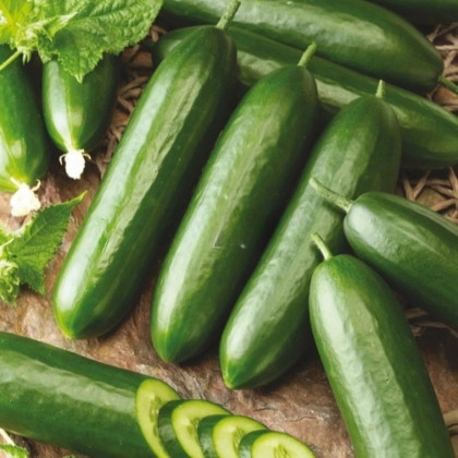 Uhorka šalátová Snack F1 - Cucumis sativus - predaj semien - 10 ks