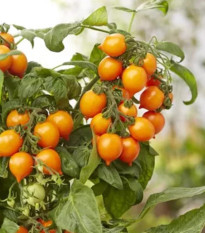 Paradajka Evita Compact F1 Orange - Solanum lycopersicum - predaj semien - 6 ks