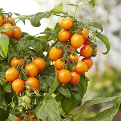 Paradajka Evita Compact F1 Orange - Solanum lycopersicum - predaj semien - 6 ks