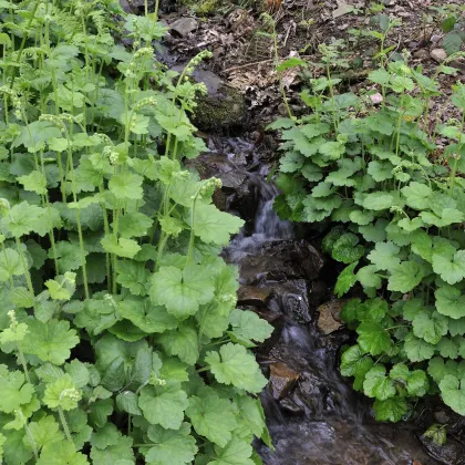 Mitrovka veľkokvetá - Tellima grandiflora - semiačka - 0,02 g