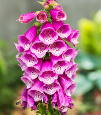 Náprstník červený - Digitalis purpurea - semiačka - 400 ks