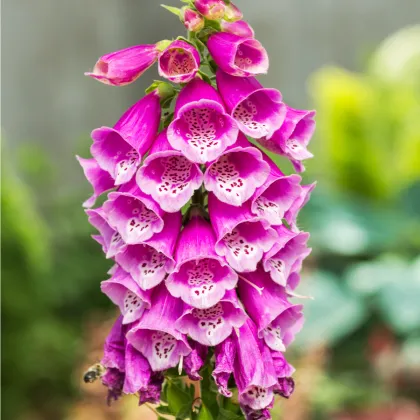 Náprstník červený - Digitalis purpurea - semiačka - 400 ks