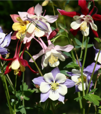 Orlíček veľkokvetý - zmes farieb - Aquilegia caerulea - semiačka - 250 ks