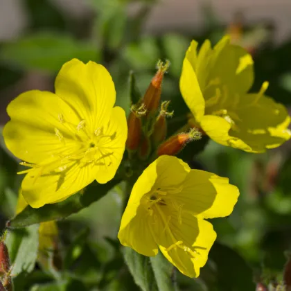 Pupalka - Oenothera biennis - semiačka - 150 ks