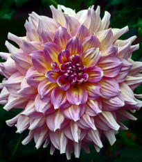 Georgína Strawberry Ice - Dahlia - predaj cibuľovín - 1 ks