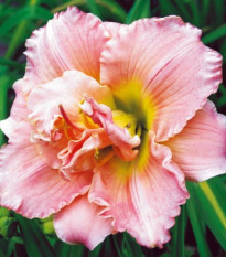 Ľaliovka Double Dream - Hemerocallis - predaj cibuľovín - 1 ks