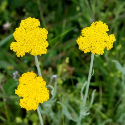 Rebríček túžobníkový Parkers žltý - Achillea filipendulina - semiačka - 900 ks