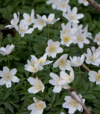 Veternica hájna - Anemone nemorosa - semiačka - 10 ks