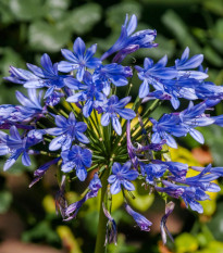 Kalokvet modrý - Agapanthus praecox - predaj cibuľovín - 1 ks