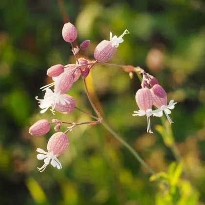 Silenka obyčajná - Silene vulgaris - semiačka - 150 ks