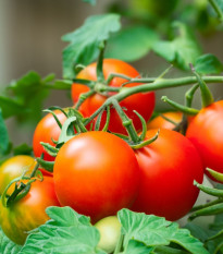 Paradajka Dalimil - kríčková paradajka - Solanum lycopersicum - predaj semien rajčiaka - 0,1 g