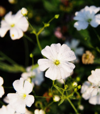 Šater biely elegantný - Gypsophila elegans - semiačka - 200 ks