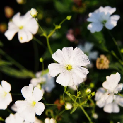 Šater biely elegantný - Gypsophila elegans - semiačka - 200 ks