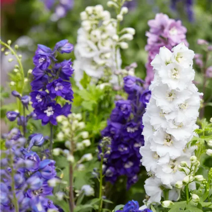 Ostrôžka záhradná - zmes farieb - Delphinium ajacis - semiačka - 300 ks