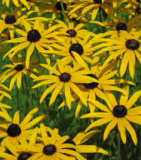 Rudbekia srstnatá - Rudbeckia hirta - semienka rudbekie - 400 ks