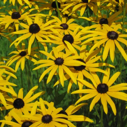 Rudbekia srstnatá - Rudbeckia hirta - semienka rudbekie - 400 ks