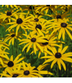 Rudbekia srstnatá - Rudbeckia hirta - semienka rudbekie - 400 ks