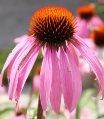 Echinacea bledá - Echinacea pallida - semiačka - 15 ks