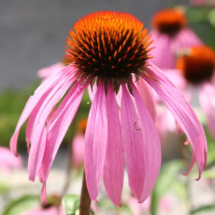 Echinacea bledá - Echinacea pallida - semiačka - 15 ks