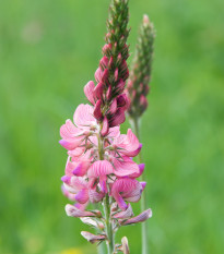 Vičenec vikolistý - Onobrychis viciifolia - semiačka - 50 ks