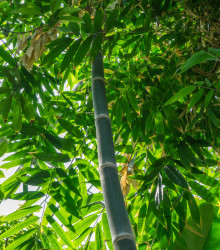 Bambus železný - Dendrocalamus strictus - semiačka - 2 ks