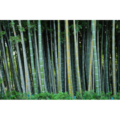 Kráľ bambusov - Phyllostachys edulis - semiačka - 3 ks