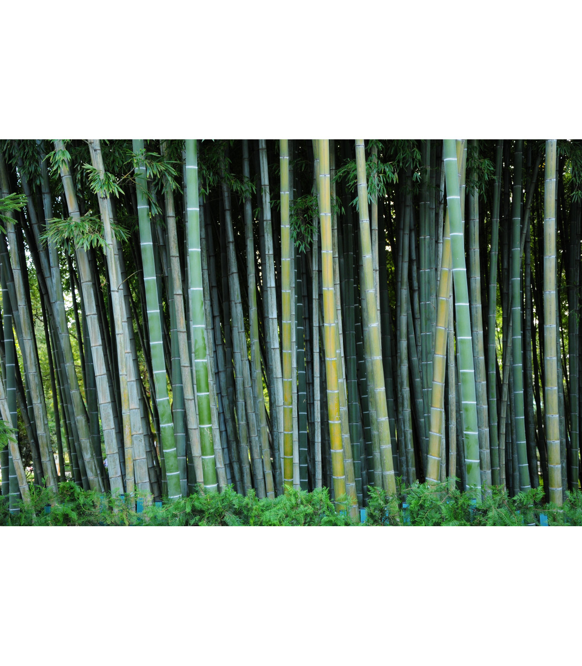 Kráľ bambusov - Phyllostachys pubescens - semiačka - 3 ks