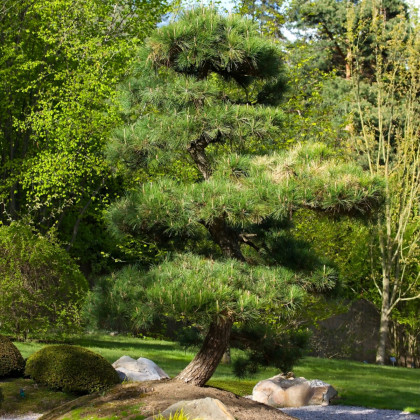 Borovica japonská čierna - Pinus thunbergii - semená borovice - 5 ks