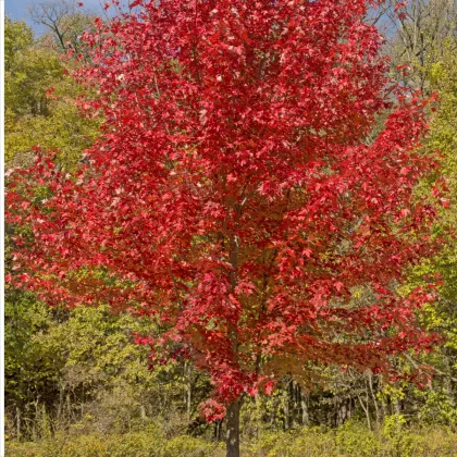 Javor červený - Acer rubrum - semená javora - 5 ks