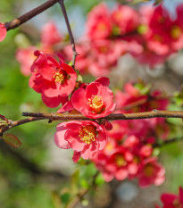 Dulovec - Chaenomeles Japonica -semiačka - 5 ks