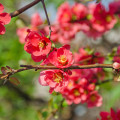 Dulovec - Chaenomeles Japonica -semiačka - 5 ks